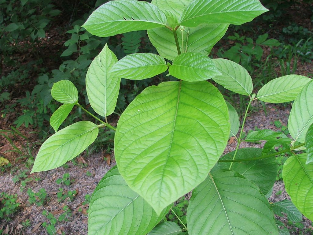 Kratom