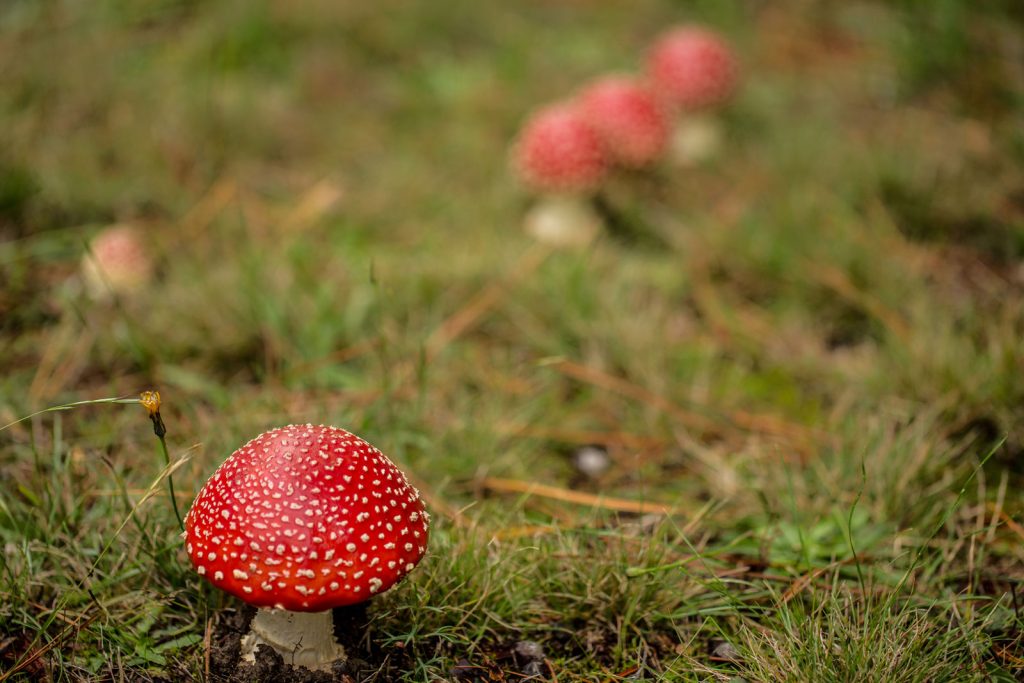 best amanita muscaria mushroom gummies
